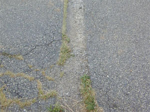 Close-up photo of a patch area with noticeable alligator cracking within the patch. Some of the visible cracks have grass growing in them.